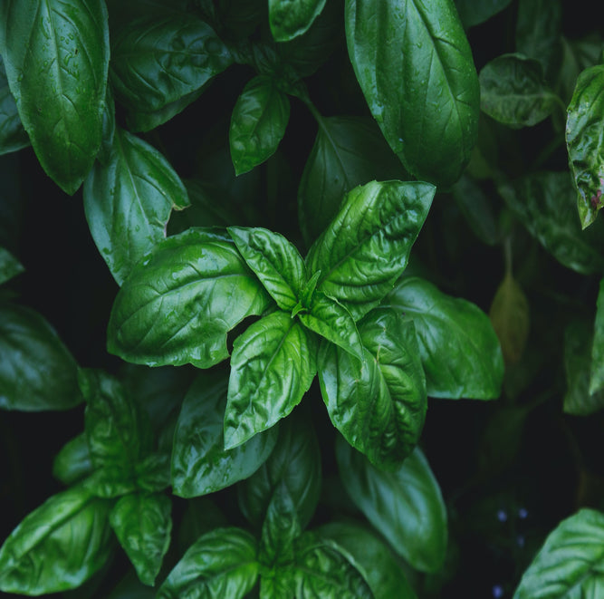 Grow Kits - Sustainable and Purposeful, Grow Your Own Herbs, Vegetables and Flowers