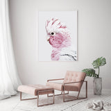 Wall Art 60cmx90cm Pink Galah White Frame Canvas