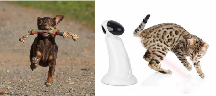 Pet Toys
